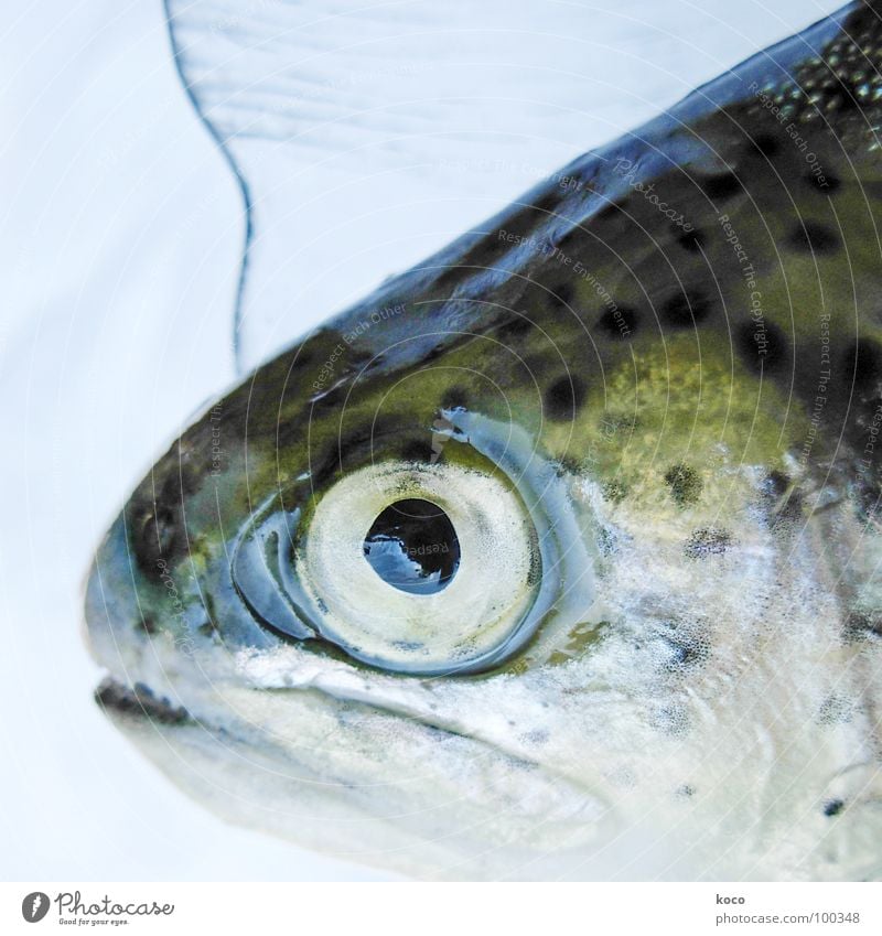 fish Bach schillernd See Wasser Forelle Auge Fischauge