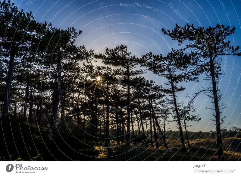 gegenlichtbäumchen Umwelt Natur Landschaft Pflanze Himmel Sonne Winter Schönes Wetter Baum Grünpflanze Kiefer Wald wandern blau braun gold grün Optimismus