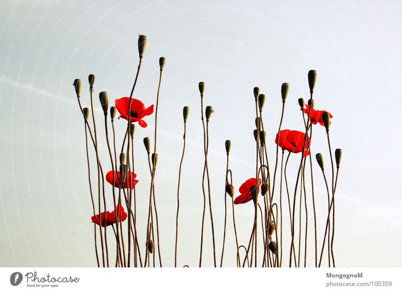 noch ein Mohn Bild... Klatschmohn Sommer Feld Wiese Physik Pflanze Himmel Wärme Natur