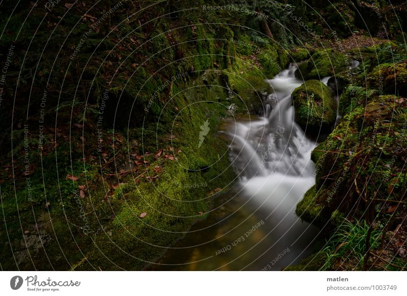 Bächlein Umwelt Natur Landschaft Pflanze Wasser Winter Gras Moos Farn Blatt Wildpflanze Felsen Berge u. Gebirge Flussufer Bach braun grün weiß stetig fließen