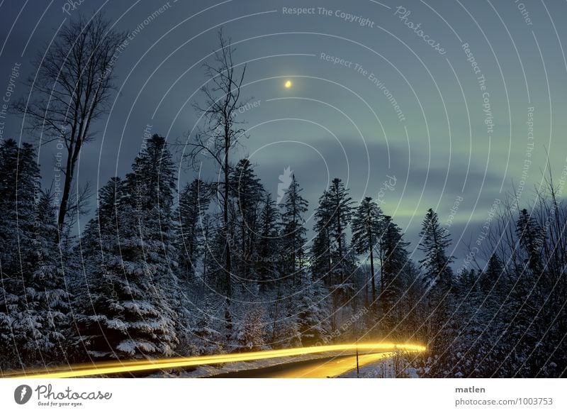 Aussergewöhnlich I Winternachtstraum Natur Landschaft Pflanze Himmel Wolken Nachthimmel Mond Wetter Schönes Wetter Eis Frost Schnee Baum Wald Menschenleer