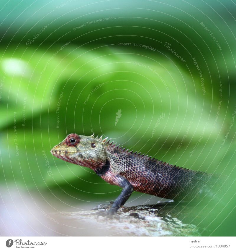 ich krieg dich Ferien & Urlaub & Reisen Tier Echsen Prachtechse Reptil 1 beobachten Jagd Blick warten exotisch grün Mut geduldig Ausdauer Entschlossenheit