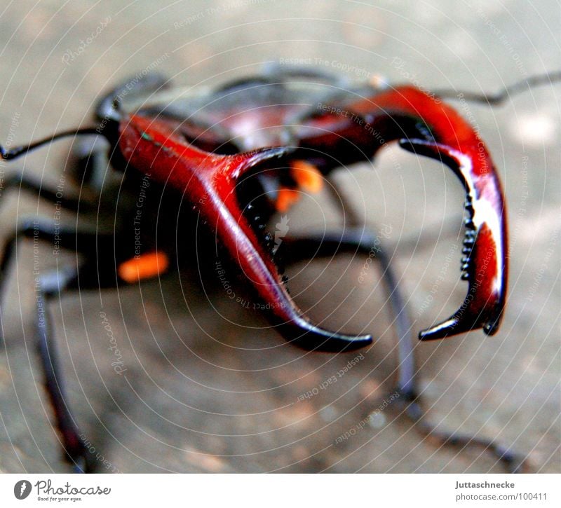 Take care Hirschkäfer Schiffsbug Insekt Mangel Käfer selten Juttaschnecke Artenschutz