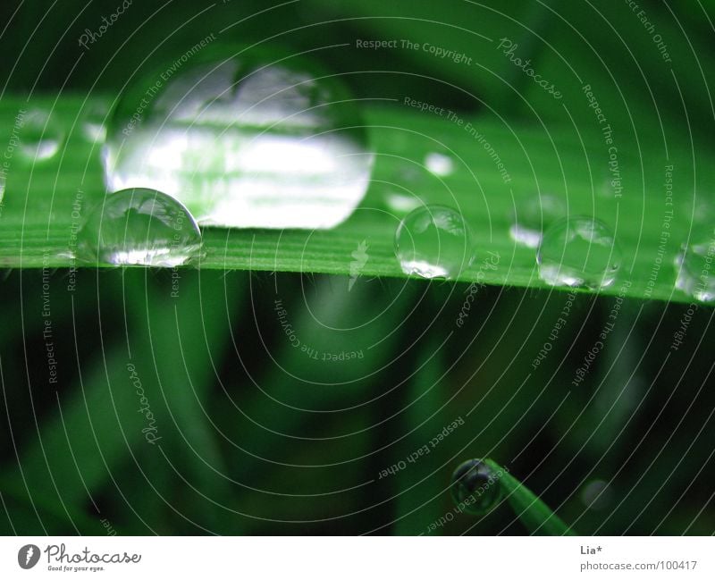 Perlentaucher Gras nass grün Wiese Regen Reflexion & Spiegelung Wasser Makroaufnahme Nahaufnahme Wassertropfen perlenbenetzt Natur Planze