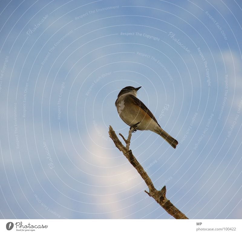 ist ja nur ein vogel... Vogel Tier Feder Meisen Schnabel aufreizend Alarm Natur Spatz Ast Himmel Aussicht Flügel fliegen Blick bird birdy branch view animal