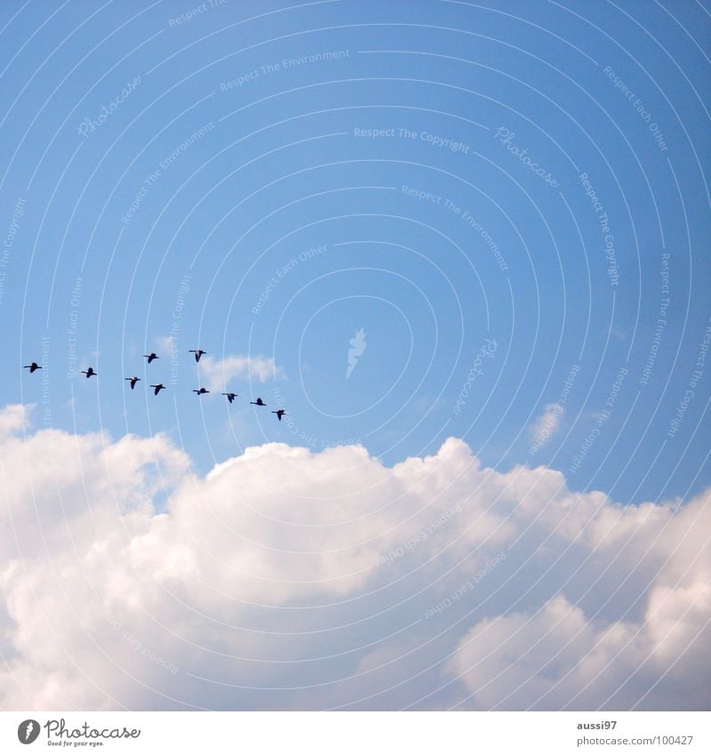 In formation Vogel Gans heimwärts Wohnung Zugvogel Schweben Beginn wiederkommen Frieden Ente was weiss ich denn Himmel fliegen