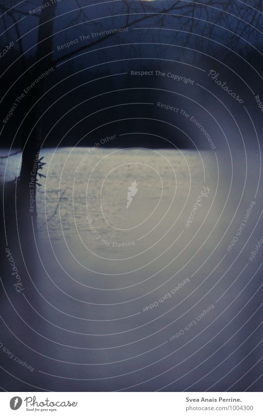 . Umwelt Natur schlechtes Wetter Baum Wald Seeufer träumen Traurigkeit außergewöhnlich dunkel kalt natürlich Trauer Liebeskummer Sehnsucht Heimweh Fernweh