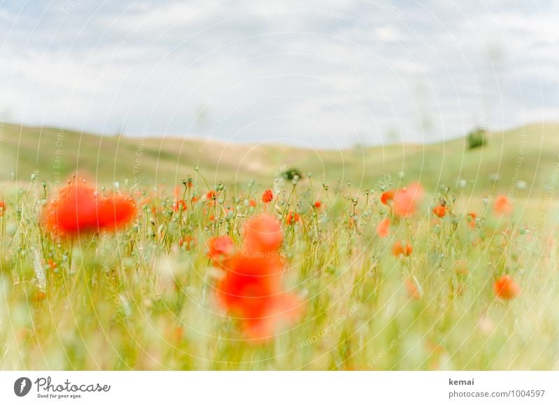 Just another Mohnday Umwelt Natur Landschaft Pflanze Himmel Wolken Sommer Grünpflanze Wildpflanze Mohnblüte Mohnkapsel Wiese Feld Hügel Toskana Italien Blühend