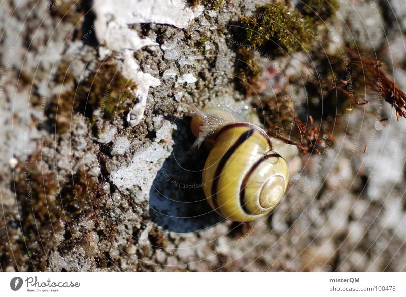 On My Way Geschwindigkeit Makroaufnahme langsam Hochgeschwindigkeit ruhig rückwärts Schnecke Haus Besitz süß Garten Park Bodenbelag Wege & Pfade Ziel Weichtier