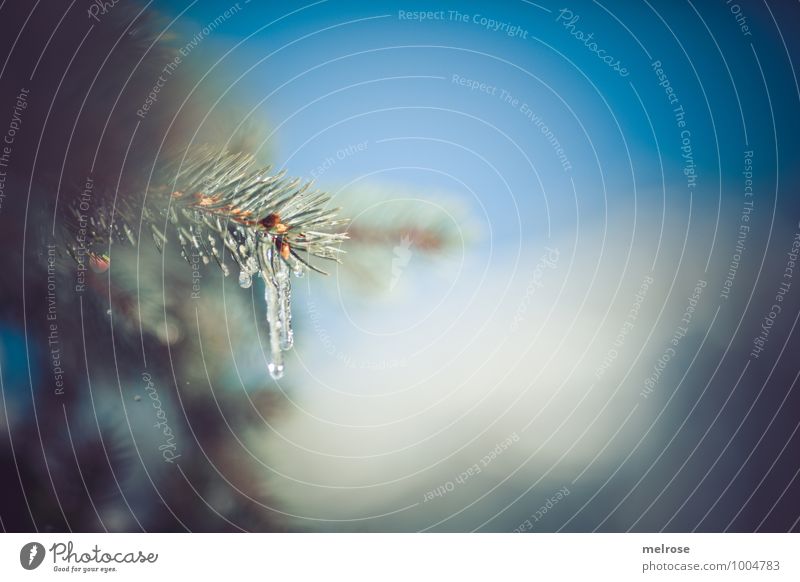 Eiszeit Winter Schnee Natur Wassertropfen Himmel Schönes Wetter Baum Wildpflanze Tannenzweig Ast Wald Eiszapfen frieren hängen glänzend natürlich blau braun