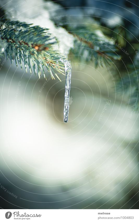 Eiszeit II Winter Schnee Winterurlaub Umwelt Natur Baum Wildpflanze "Tannenzweig," Ast Tannennadel Wald Eiszapfen frieren hängen kalt nass braun grün weiß ruhig