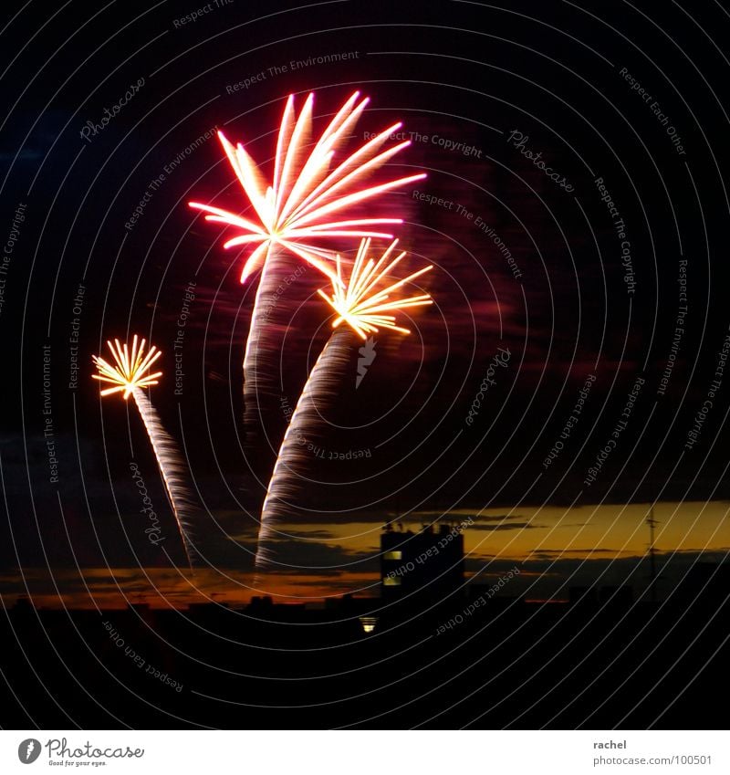 Palmen am Himmel Feuerwerk Krach Explosion Schwanz Sternschnuppe Wasserfall Licht faszinierend Show prächtig verschwenden Erkenntnis Gefühle Gänsehaut glühen