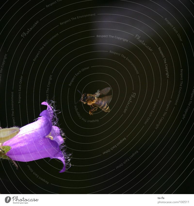 fleißiges Bienchen Biene Honig Sammlung Insekt Blüte Glockenblume Sommer rechnen Luftverkehr