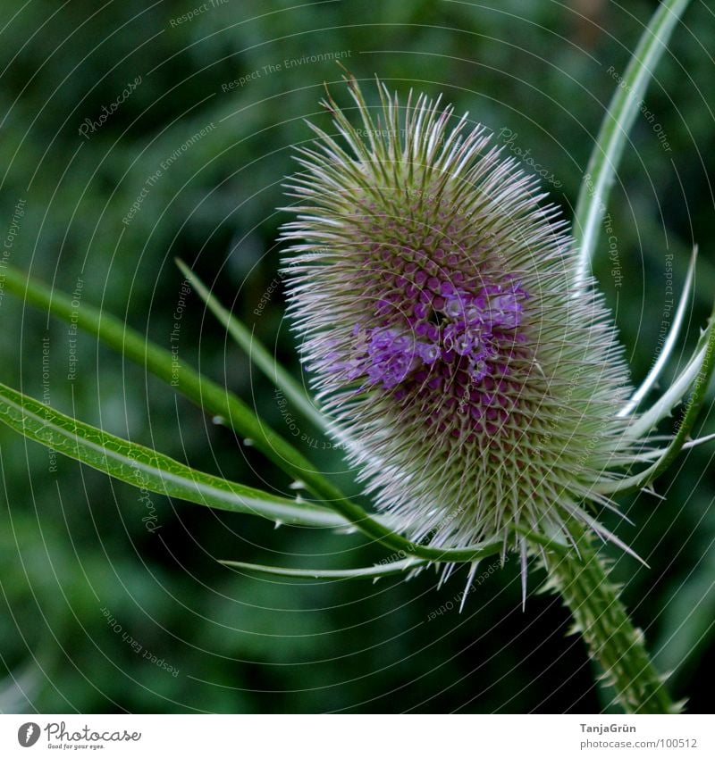 Thistle III grün Pflanze stechen Wachstum Dorn Distel Wegrand schön Feld violett Blüte Makroaufnahme Nahaufnahme Stachel Spitzig Spitze Edelunkraut Pieksen