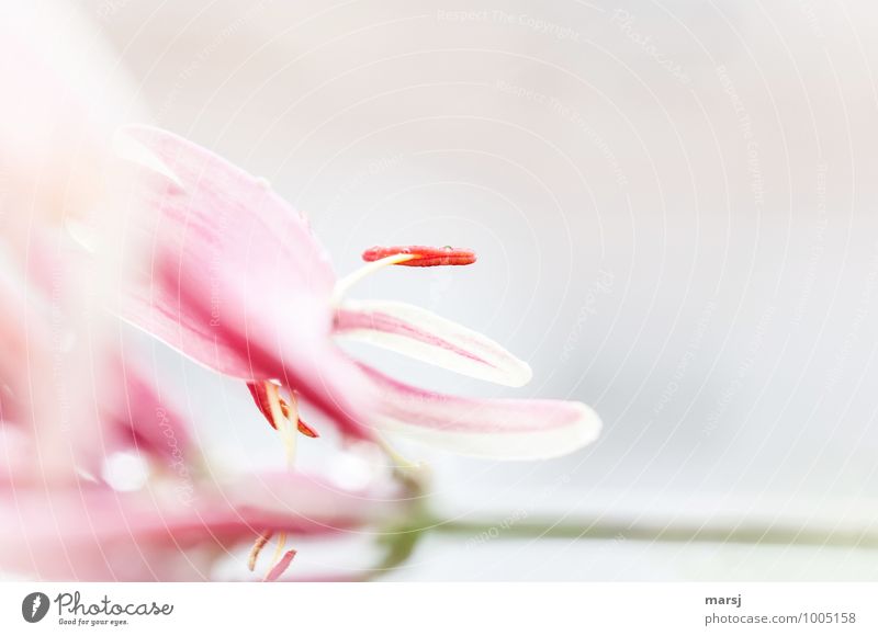 Balanceakt Natur Pflanze Wassertropfen Frühling Sommer Blüte Geißblattblüte dünn elegant natürlich rot Gelassenheit ruhig Farbfoto mehrfarbig Außenaufnahme