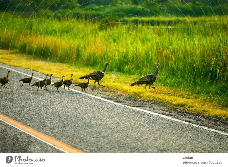 Wilde Putenfamilie Tier Wildtier Vogel 4 Tiergruppe Herde Schwarm Tierjunges Tierfamilie Glas rennen natürlich mehrfarbig Vogelperspektive Totale