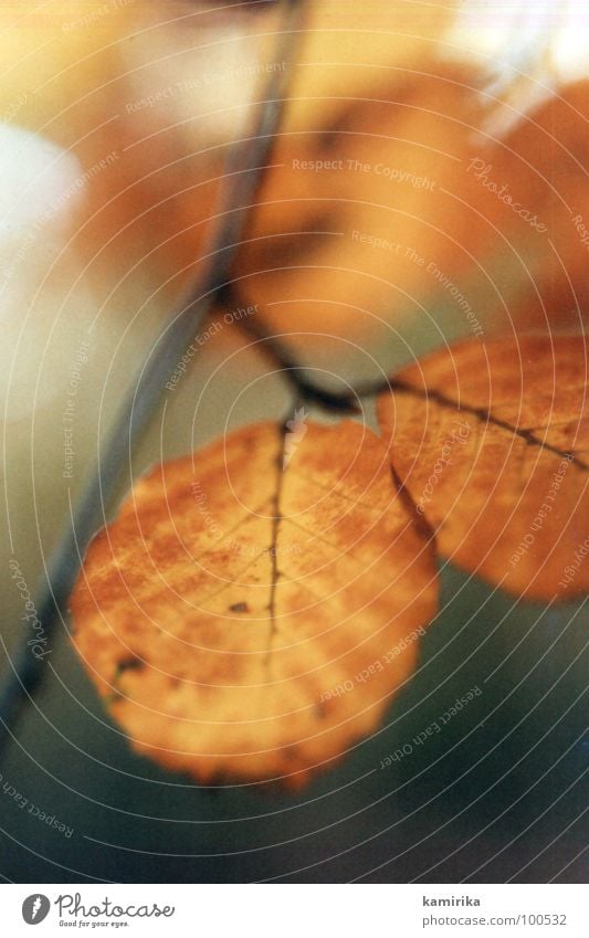 rotlaub Blatt Baum Herbst färben Winter Eiche Holz Stimmung Wachstum grün Unschärfe Ast Farbe fallen alt neu Natur Detailaufnahme Baumstamm Tod tiegenschärfe