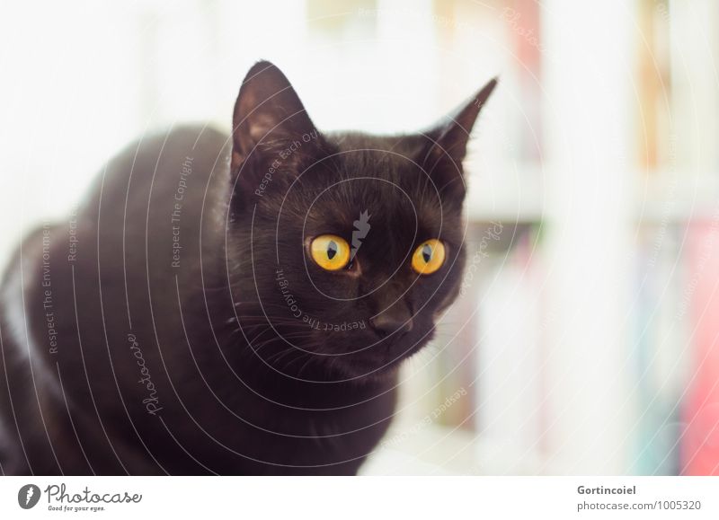 Siyah Tier Haustier Katze Tiergesicht Fell 1 Tierjunges ästhetisch elegant schön gelb gold schwarz europäisch kurzhaar kätzin Katzenohr ruhig Farbfoto