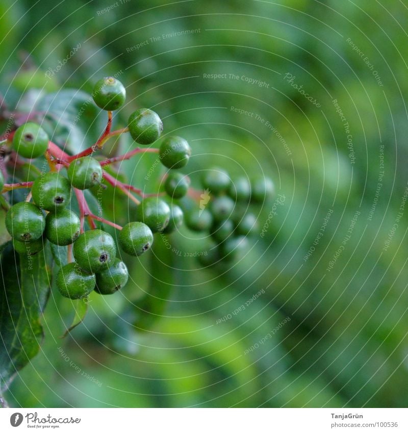 Beerenzeit? grün Ton-in-Ton zart Sträucher Gras Wegrand rot unreif Unschärfe Holunderbusch Vitamin Frucht Berries Leaf Stengel Natur Spaziergang