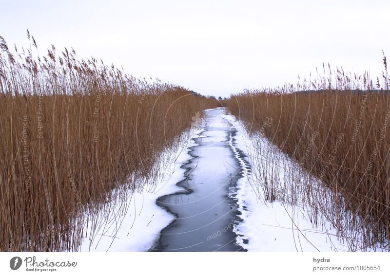 Winterdienst am Wasserweg Ferien & Urlaub & Reisen Ausflug Ferne Schnee Winterurlaub Pause Eis Frost Schilfrohr Riedgras Sumpfpflanze Moor Bach Erholung kalt