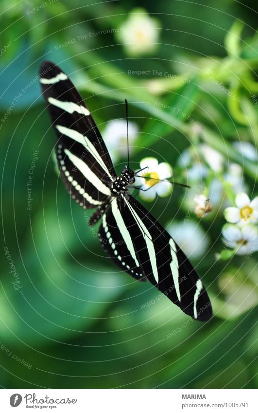 Zebra Longwing on a plant schön Umwelt Natur Pflanze Tier Blume Blüte sitzen Ekel gelb grün schwarz weiß outside flower bloom disgusting fliegen fly Flügel