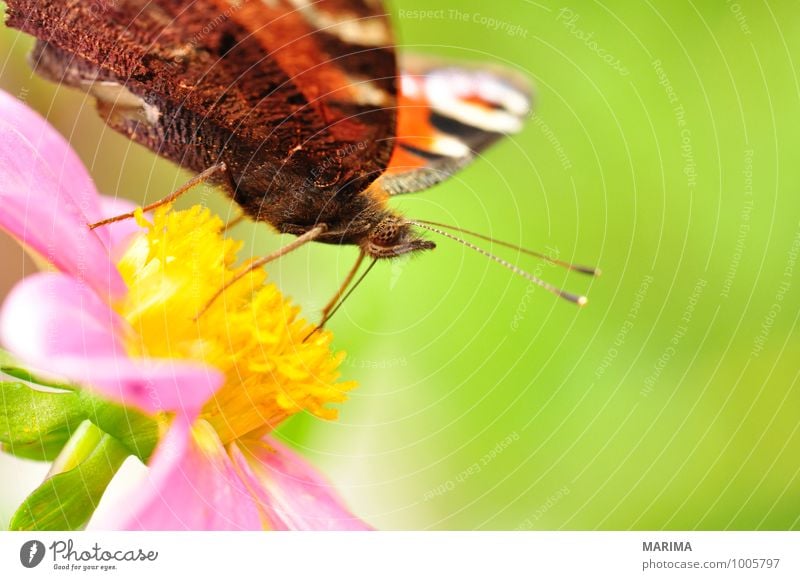 European Peacock sitting on pink dahlia schön Garten Umwelt Natur Pflanze Tier Blume Blüte sitzen Ekel grün rosa rot outside flower bloom colourful Dahlien