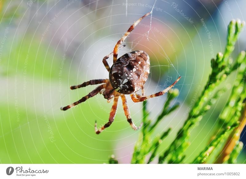 garden spider on its web Garten Umwelt Natur Tier Spinne Netz sitzen Ekel braun grün outside beige brown disgust disgusting Europa european garden spider