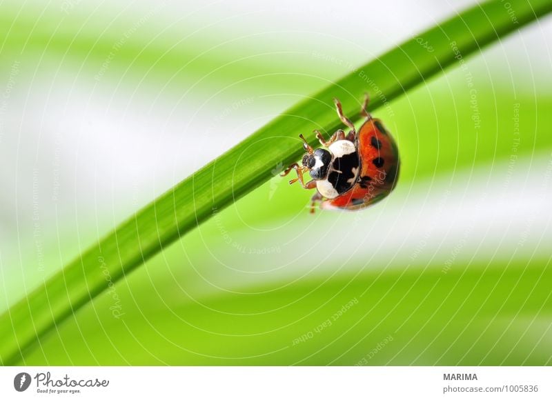 red ladybug on a plant Umwelt Natur Pflanze Tier Blatt Käfer krabbeln sitzen Ekel grün rot outside sheet Cucujiformia Polyphaga disgust disgusting Europa