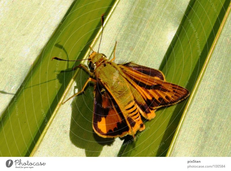 Brum das Insekt grün braun Tier Fühler Schmetterling Flügel Schatten Nahaufnahme