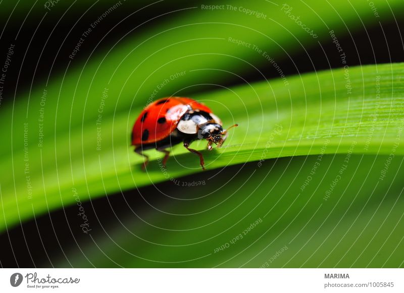 red ladybug on a plant Garten Umwelt Natur Pflanze Tier Blatt Käfer krabbeln sitzen Ekel grün rot outside sheet Cucujiformia Polyphaga disgust disgusting Europa