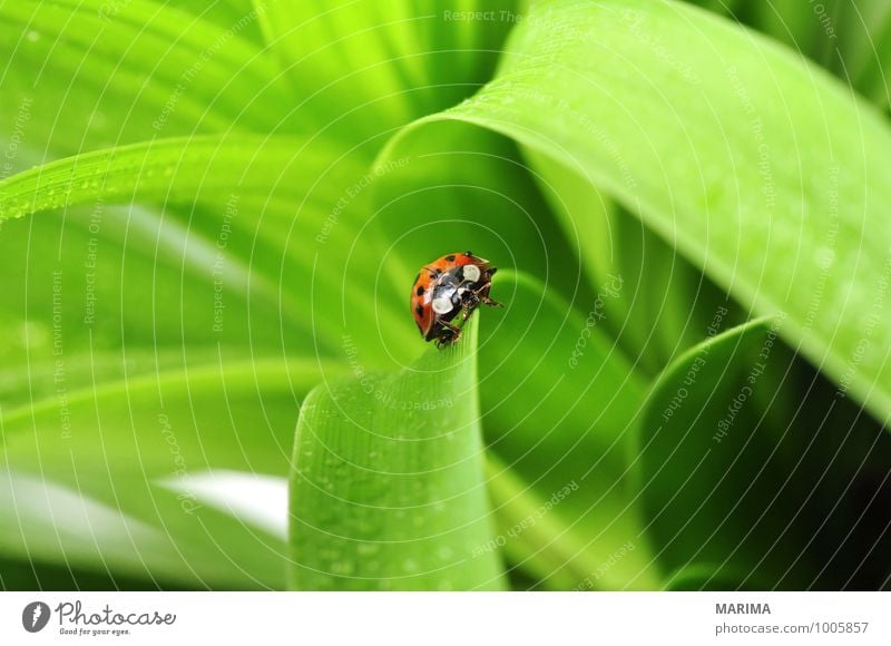 red ladybug on a plant Umwelt Natur Pflanze Tier Blatt Käfer krabbeln sitzen Ekel grün rot outside sheet Cucujiformia Polyphaga disgust disgusting Europa