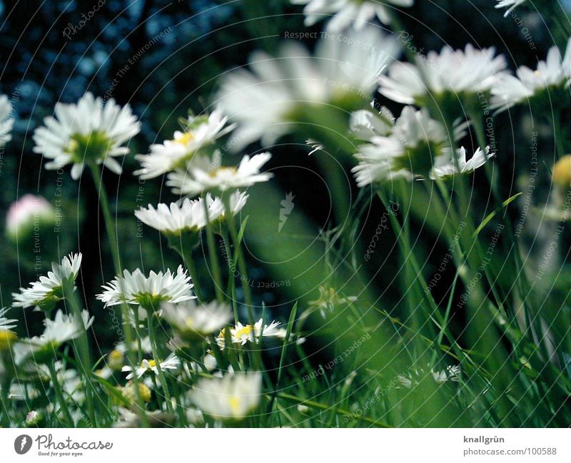 Gänseblümchenwald Wiese Blume Gras grün weiß Sommer Froschperspektive Waldrand Stengel Pflanze Daisy Natur