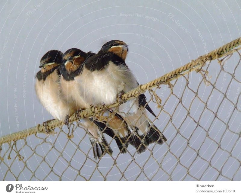 Schwalbenkinder Rauchschwalbe Vogel Zugvogel Geschwister Fischernetz Schnabel Brutpflege Frühling Körperpflege Jungvogel 3 Hintergrund neutral Außenaufnahme