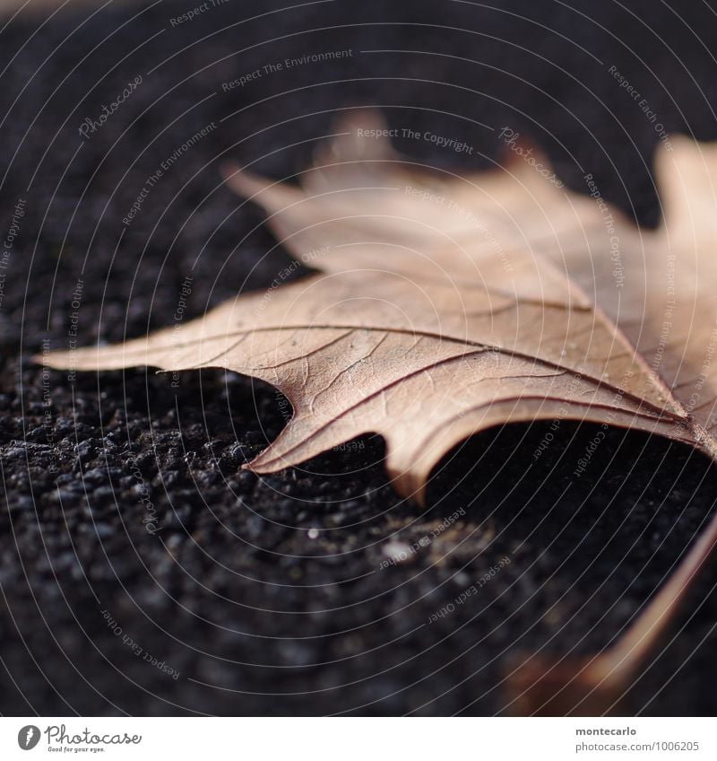 vergänglich Umwelt Natur Pflanze Herbst Blatt Grünpflanze Wildpflanze Stein alt dünn authentisch einfach kalt nah natürlich Spitze trist trocken weich braun