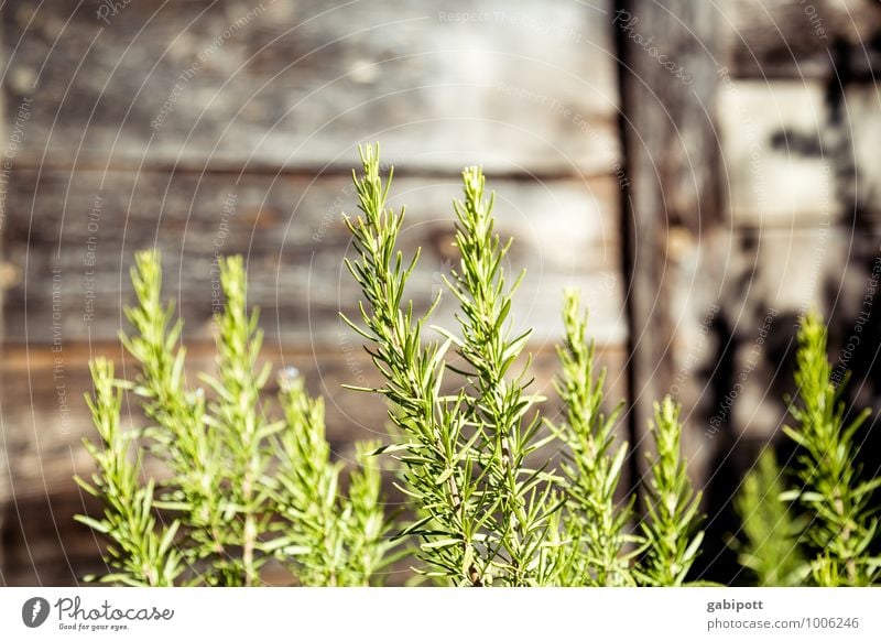 RosMari(n) Gesundheit Alternativmedizin Gesunde Ernährung Wellness harmonisch Sinnesorgane ruhig Duft Urelemente Sommer Schönes Wetter Pflanze Nutzpflanze