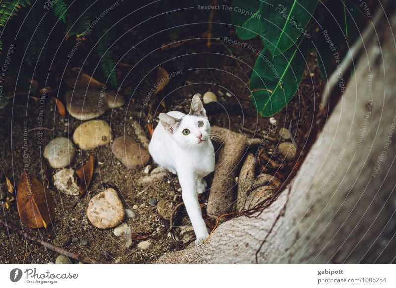 auf dem Sprung Tier Haustier Nutztier Katze 1 beobachten sitzen springen exotisch frech frei hoch Neugier niedlich braun Stimmung Tierliebe Schüchternheit