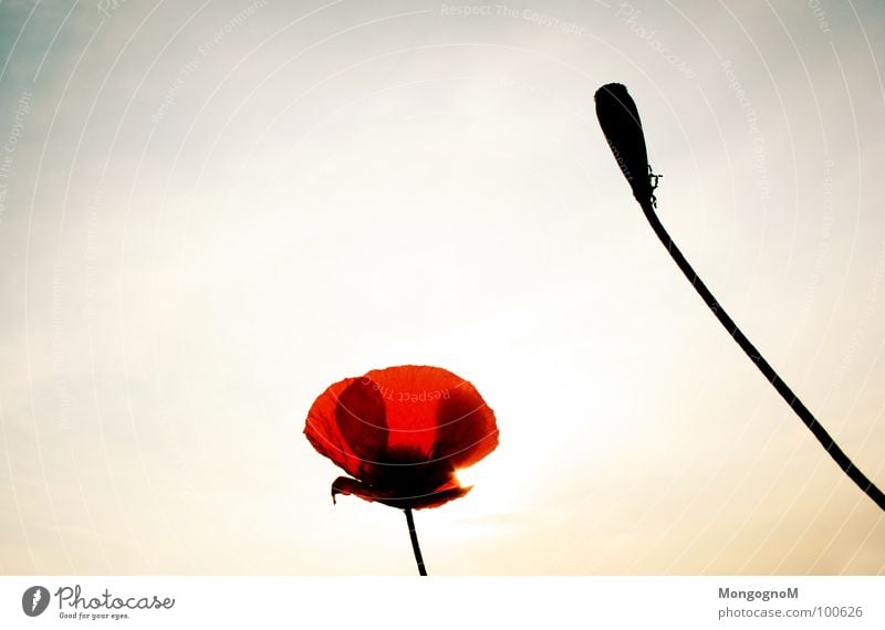 und noch ein Mohn Bild... Klatschmohn Feld Sommer Wiese Physik Pflanze Wolken Himmel Sonne Wärme Natur