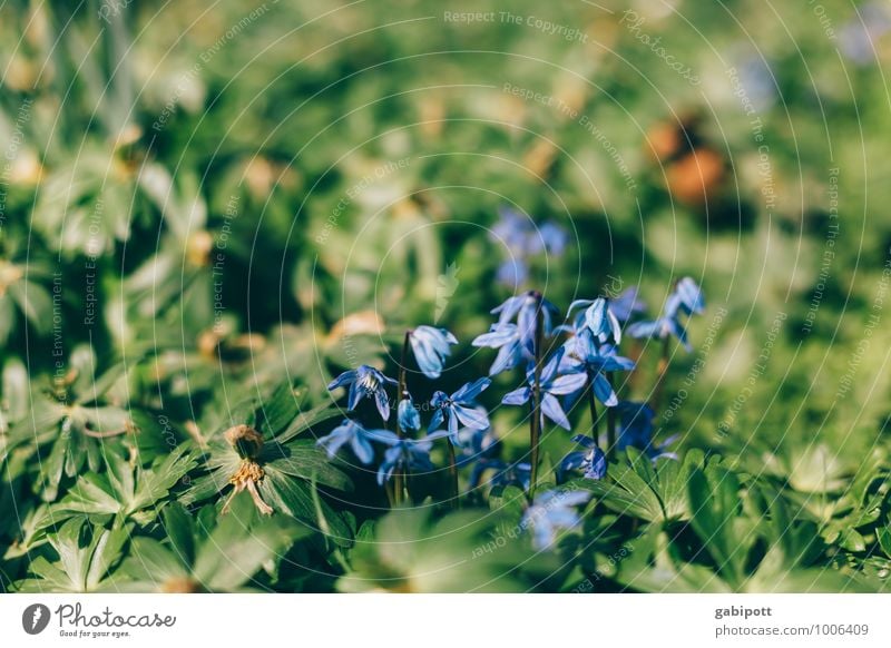 oh du frühliche Umwelt Natur Pflanze Frühling Blume Wildpflanze Garten Park Wiese Freundlichkeit Fröhlichkeit frisch Wärme grün violett Frühlingsgefühle