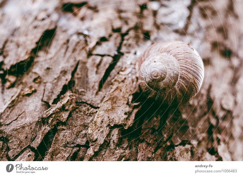 Schnecke Umwelt Natur Tier Sommer Pflanze Baum 1 alt schleimig wild braun Senior Einsamkeit Ziel Holz Baumrinde trocken schlafen Tod rund klebend Makroaufnahme