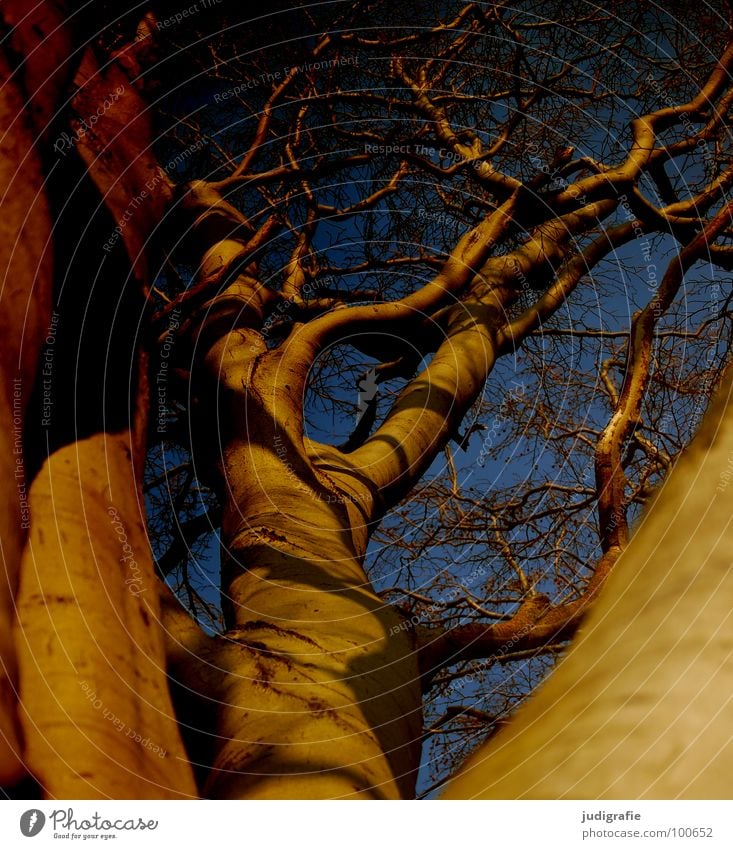 Buche Baum Geäst durcheinander Baumkrone Wald Umwelt Wachstum gedeihen Froschperspektive Macht erhaben Farbe Himmel Ast Zweig Schatten Natur aufwärts