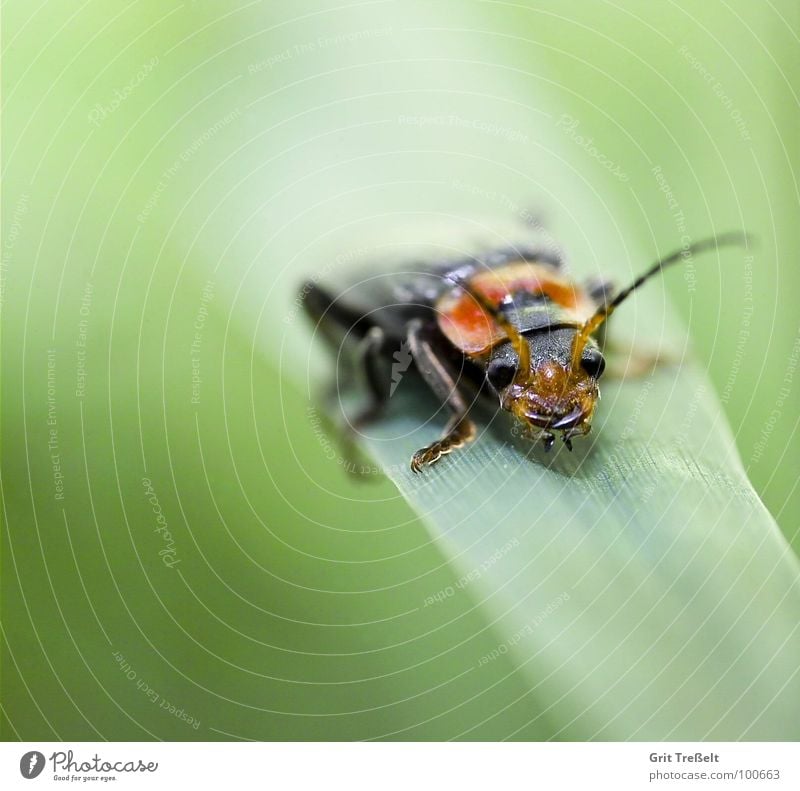 Käfer Insekt Wiese Halm grün Körperhaltung Blick Rasen