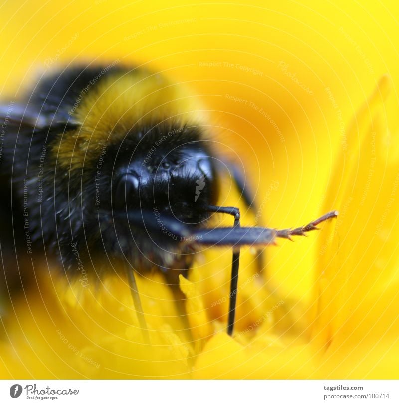 Er war's! ... Hummel schuldig lügen Lügner Arbeit & Erwerbstätigkeit Arbeiter gelb schwarz Staubfäden Sammlung Blüte Blume Pflanze verraten Sinn vorgaukeln