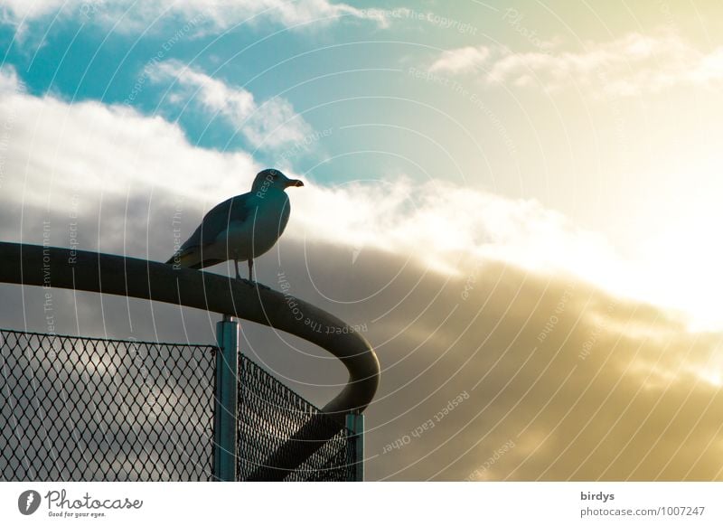 Möwenblick Himmel Wolken Sonnenlicht Geländer 1 Tier beobachten Blick warten ästhetisch positiv blau gelb Gelassenheit geduldig ruhig Ferne Zufriedenheit