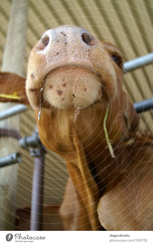 Kuhmaul Auge Ohr Verkehrswege Tier Nutztier Tiergesicht Fell 1 Fressen Coolness Zufriedenheit Appetit & Hunger Konzentration Rind Bulle Nüstern Nasenloch Stall