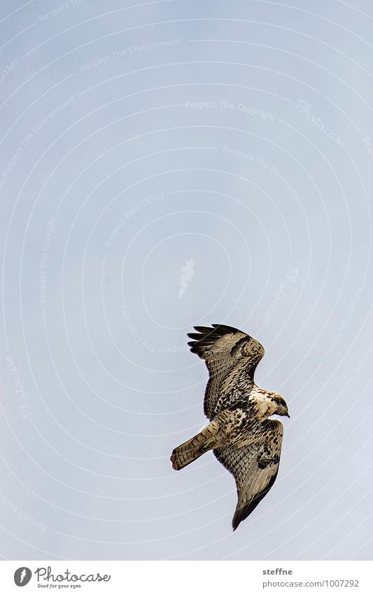 Tierisch gut: Amerikanischer Bussard Natur Himmel Wolkenloser Himmel Schönes Wetter Vogel 1 fliegen Greifvogel Feder Muster Farbfoto Außenaufnahme Menschenleer