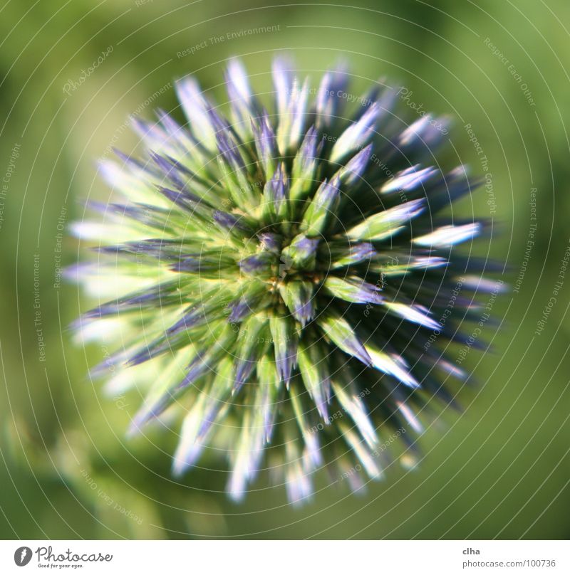 Ein Igel ? Blume Blüte grün Distel Pflanze Garten Makroaufnahme kugeldistel