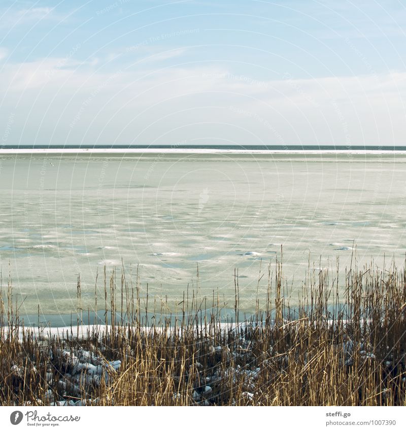 der Winter am Meer Ferien & Urlaub & Reisen Ausflug Abenteuer Ferne Freiheit Strand Schnee Winterurlaub Landschaft Eis Frost Sträucher Küste Fjord Nordsee