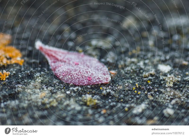 Frostige Zeiten. Natur Tier Winter Eis Sträucher Blatt Wildpflanze Stein fallen liegen verblüht dehydrieren elegant kalt nah natürlich wild weich gelb grau rosa