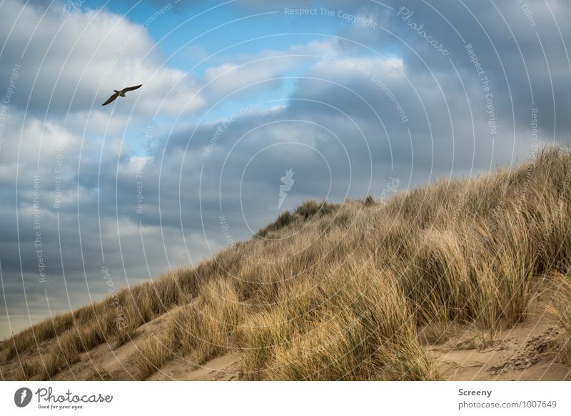 Feel free Ferien & Urlaub & Reisen Tourismus Ausflug Strand Meer Umwelt Natur Landschaft Pflanze Tier Himmel Wolken Herbst Winter Gras Nordsee Düne Vogel Möwe 1