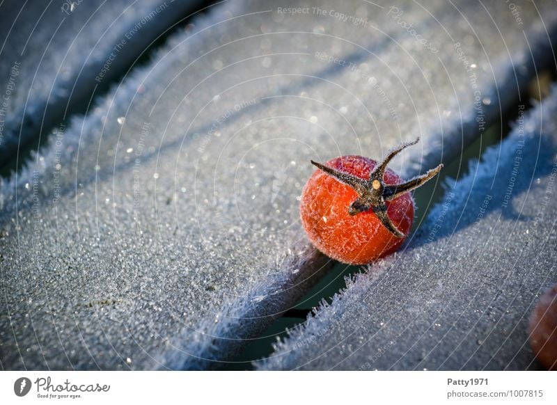 Tomate Lebensmittel Gemüse Winter Eis Frost Pflanze Nutzpflanze kalt rot weiß Natur Vergänglichkeit Farbfoto Außenaufnahme Nahaufnahme Menschenleer